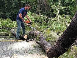 Best Storm Damage Tree Cleanup  in Paramount Long Meadow, MD