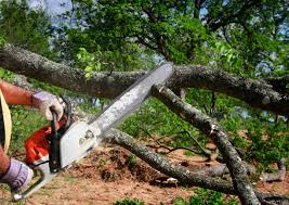 How Our Tree Care Process Works  in Paramount Long Meadow, MD